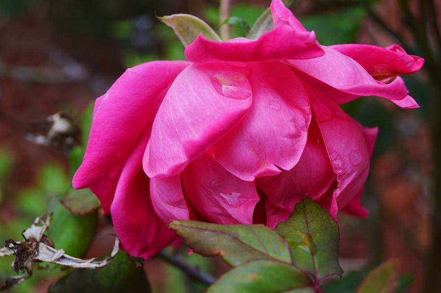 Raindrop on Rose Photograph by Warren Thompson