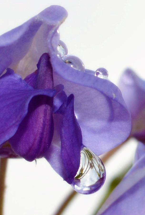 Raindrop Reflection Photograph by Deb Lanford - Fine Art America