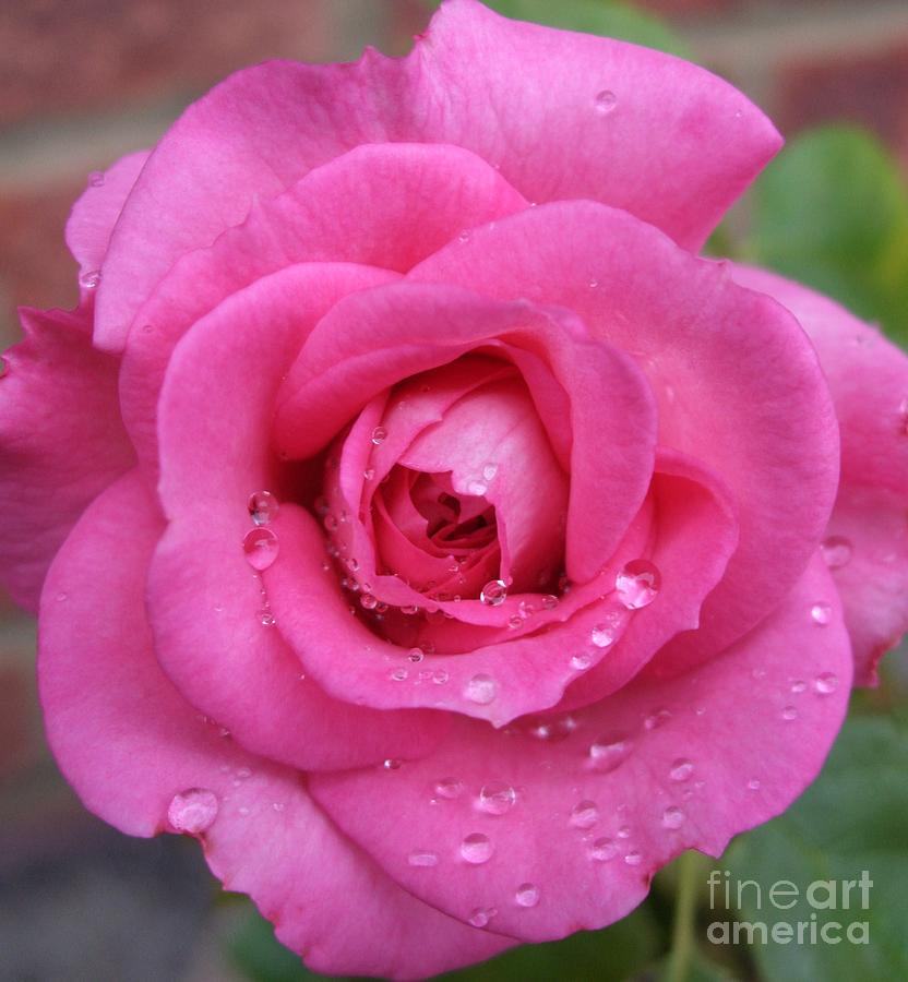 Raindrop Rose Photograph by Deborah Brewer - Fine Art America