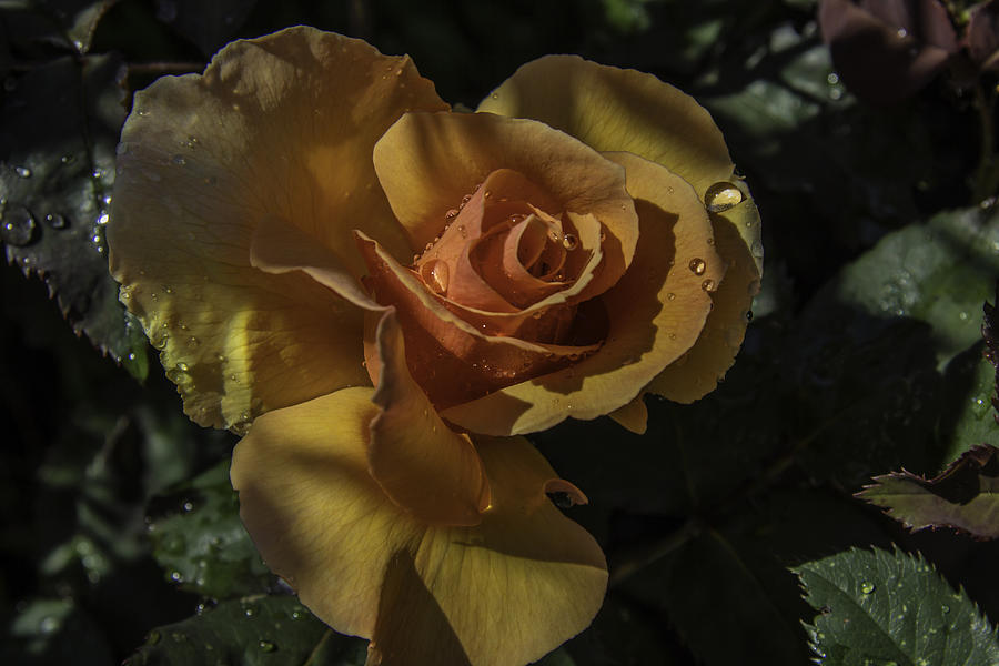 Raindrop Rose Photograph by Doug Scrima