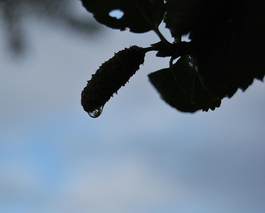 Raindrop Silhouette Photograph by Marilynne Bull