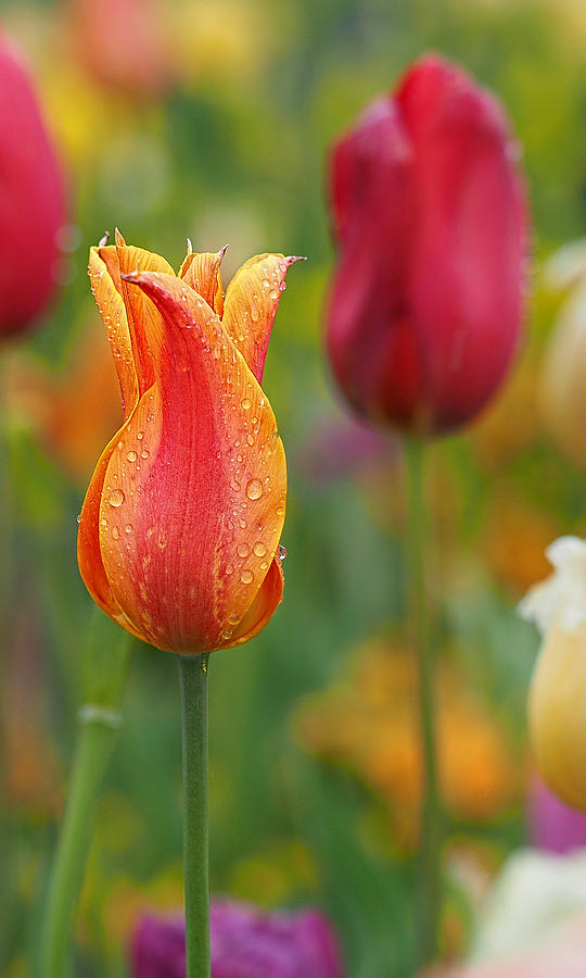 Raindrop Tulip by Don Keisling Raindrop Tulip by Don Keisling