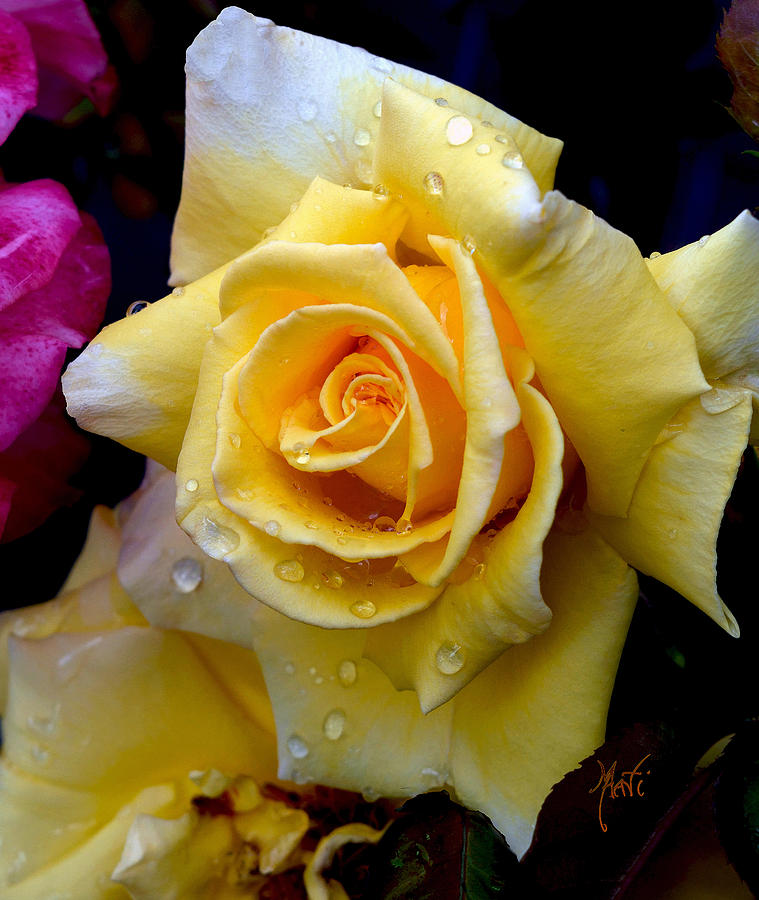 Raindrop Yellow Rose Photograph