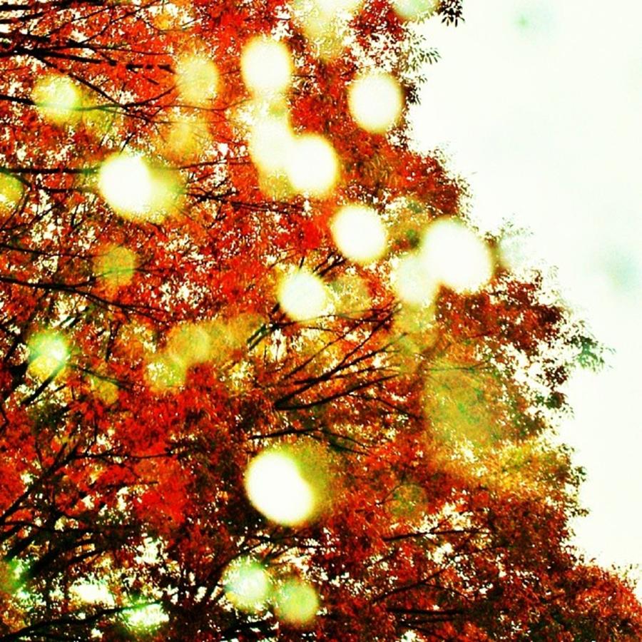 Saitama Photograph - Raindrops & Red Leaves Through Glass by Nori Strong