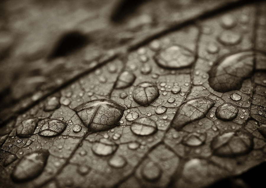 Raindrops #1 Photograph by Bethany Dhunjisha