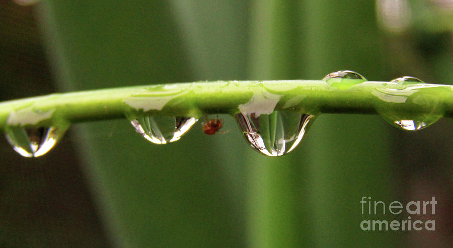 Raindrops And A Tiny Insect Photograph by Kim Tran