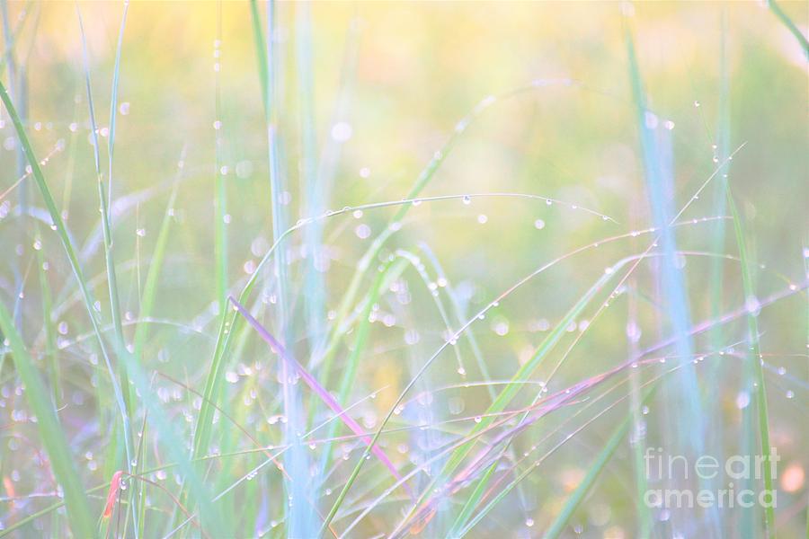 Raindrops and Grass Photograph by Merle Grenz