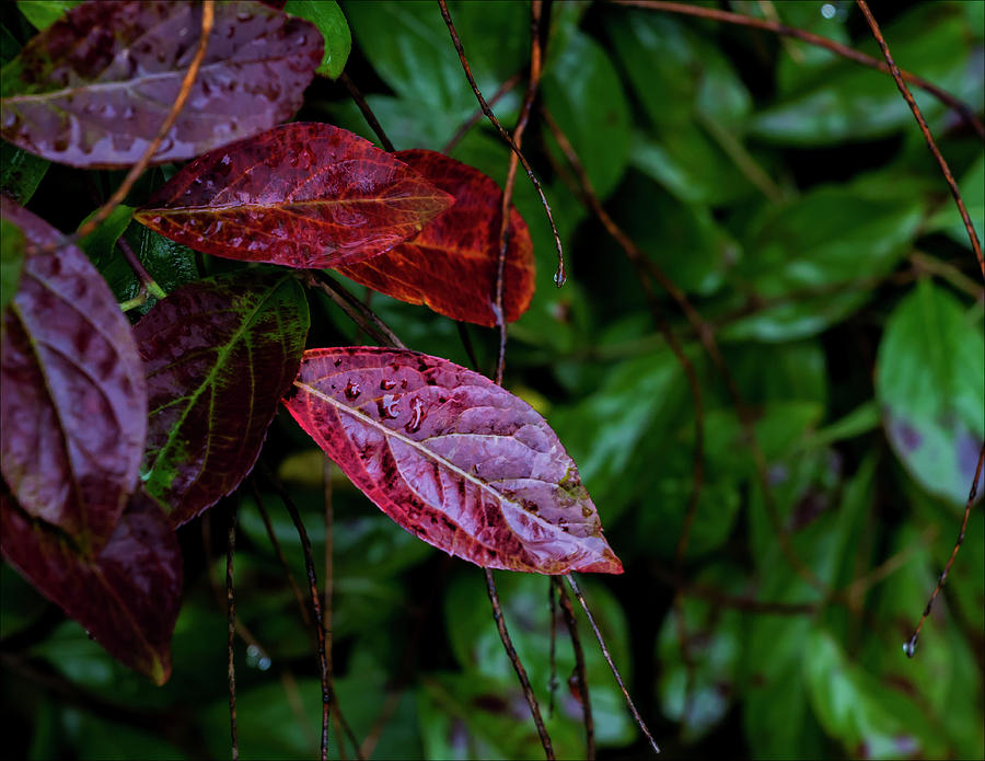 Raindrops and Red Leaf Photograph by Robert Ullmann