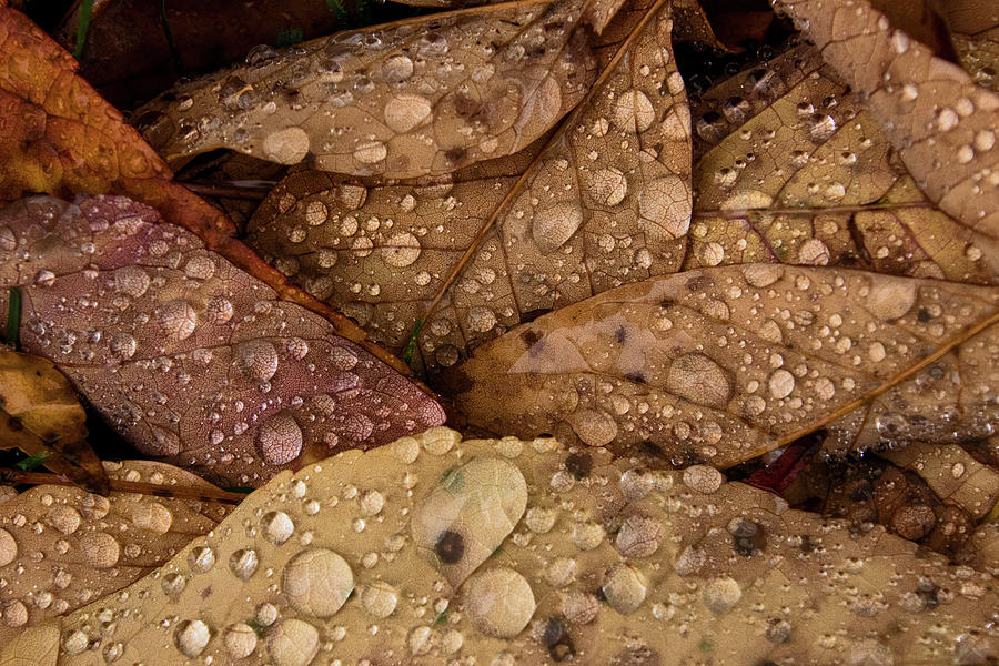 Raindrops On Tan Leaf Group Photograph