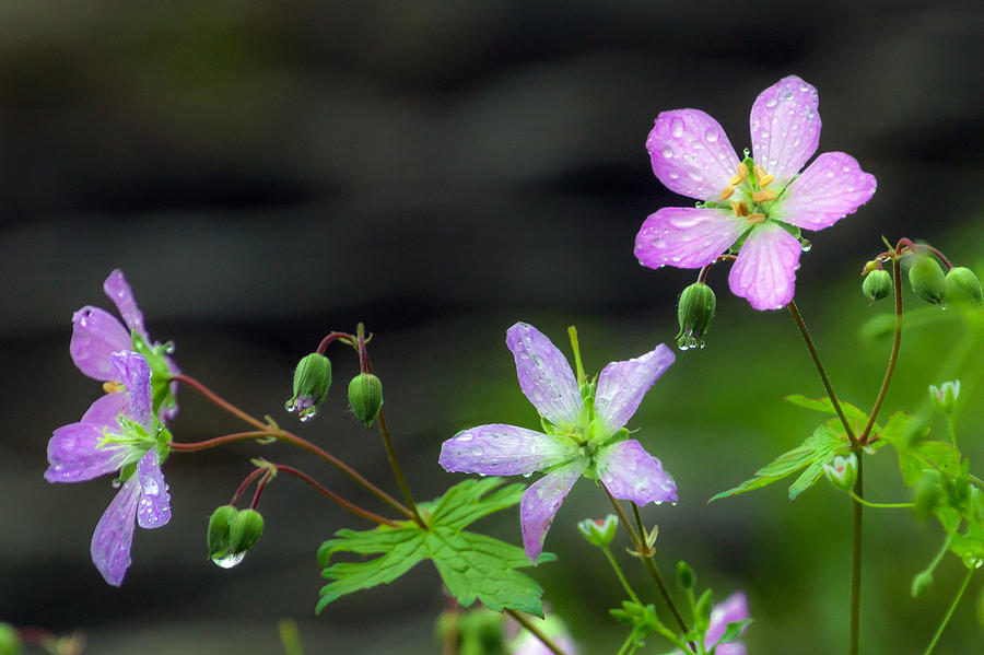 Nature Photograph - Raindrops And Wild Geraniums At The Glen Helen Nature Preserve In Yellow Springs Ohio 5-1-2016 by Thomas Minutolo