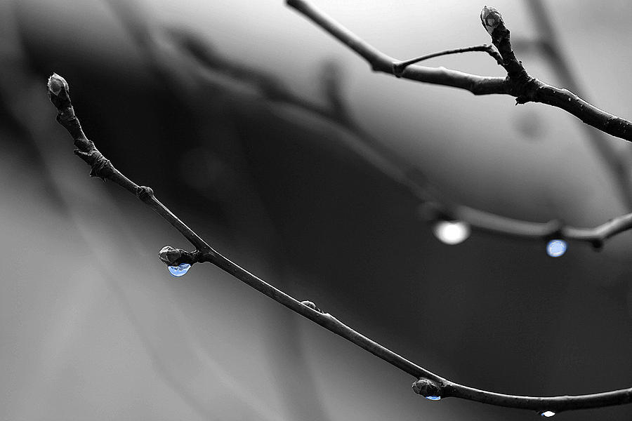 Raindrops Photograph by Angela Rath