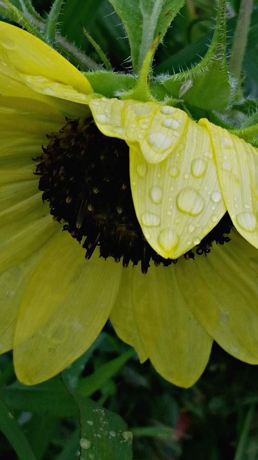 Sunflower Photograph - Raindrops are Falling on my Head by Samantha Bulechek