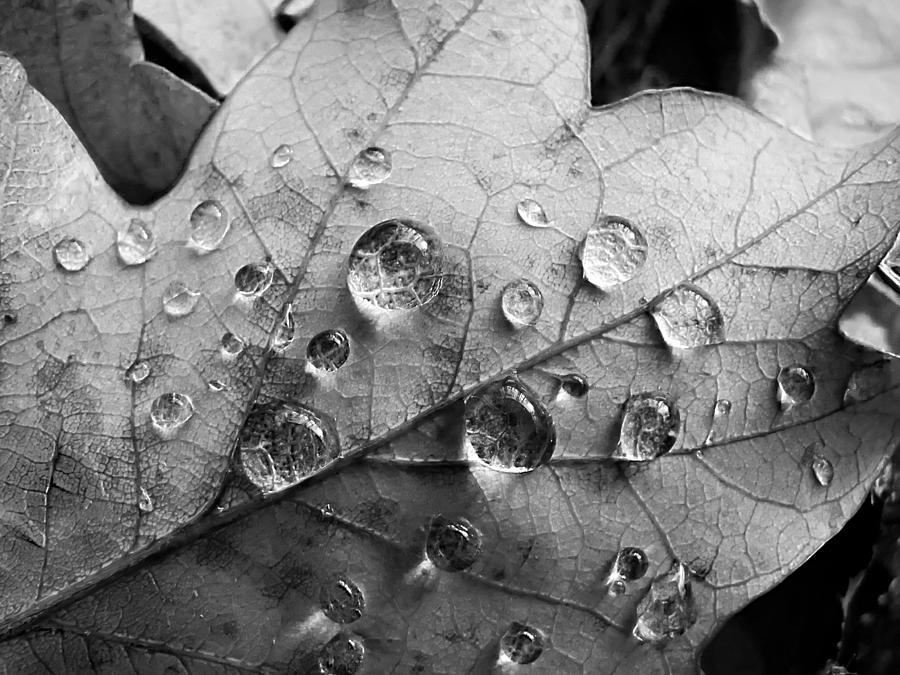 Raindrops Photograph by Daniel Csoka