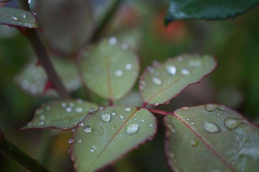 Raindrops Photograph by Faashie Sha