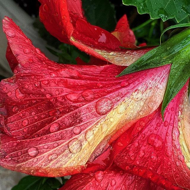 Flowers Still Life Photograph - Raindrops #flower #iphone6 #wet #rain by Joan McCool
