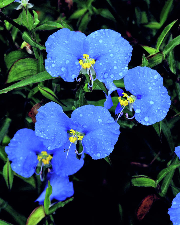 Raindrops in Blue Photograph by Peggy Urban