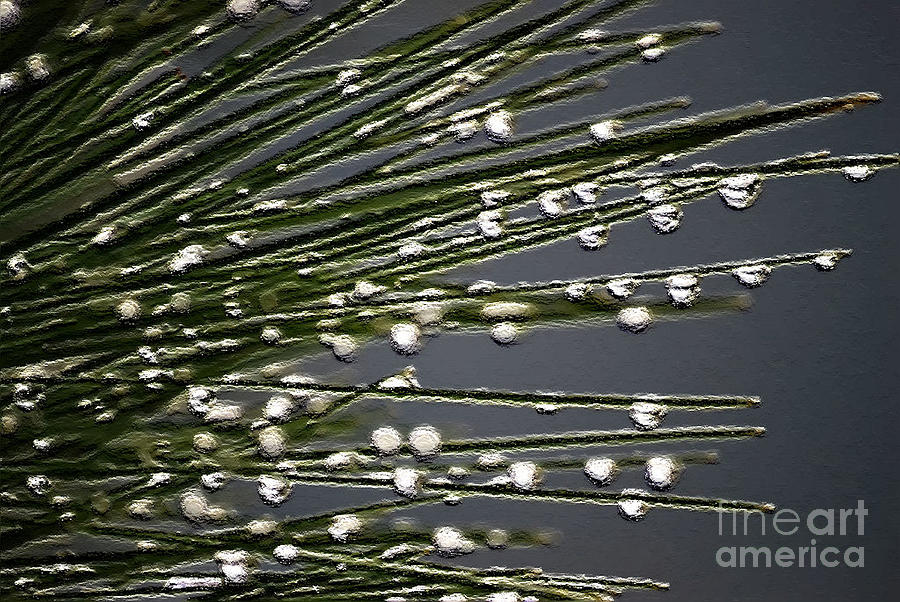 Raindrops in Brushstroke  Photograph by Sharon Elliott