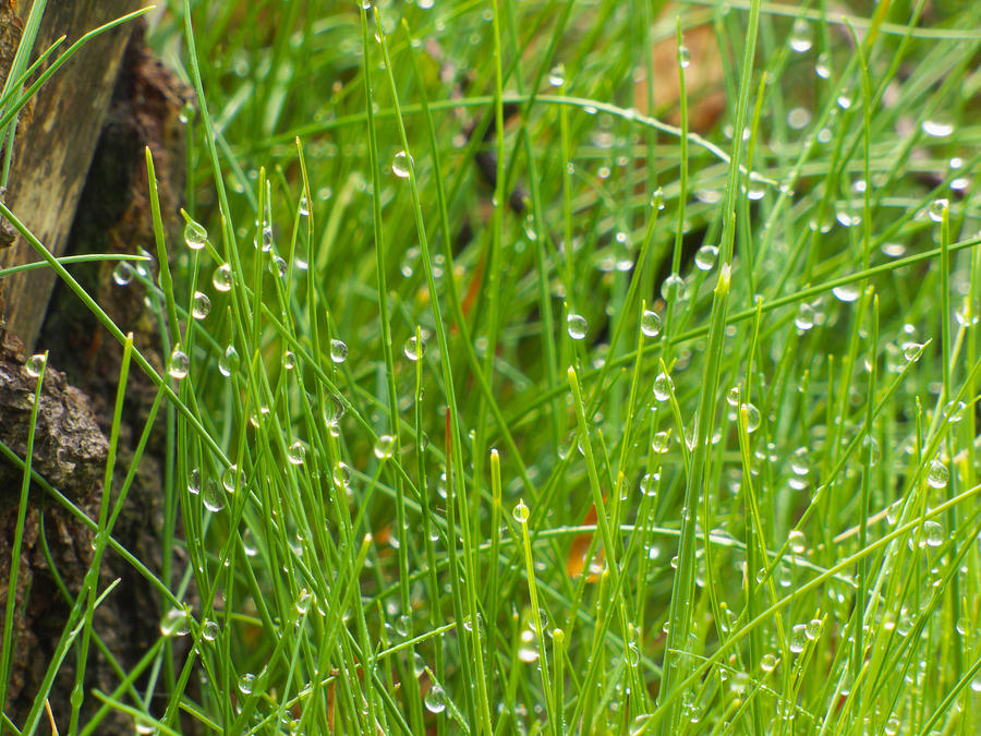 Raindrops in grass Photograph by Miroslav Nemecek