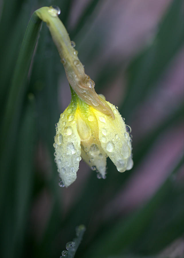 Raindrops Daffodil Photograph by Joseph Skompski