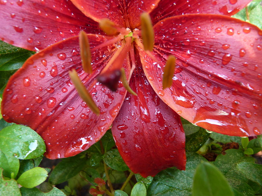 Raindrops Keep Falling Photograph by Jeanette Oberholtzer