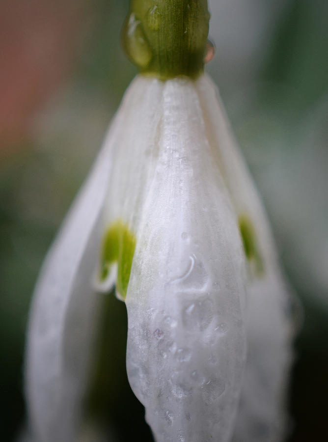 Raindrops Keep Falling On My Head - Detail Photograph by Richard Andrews