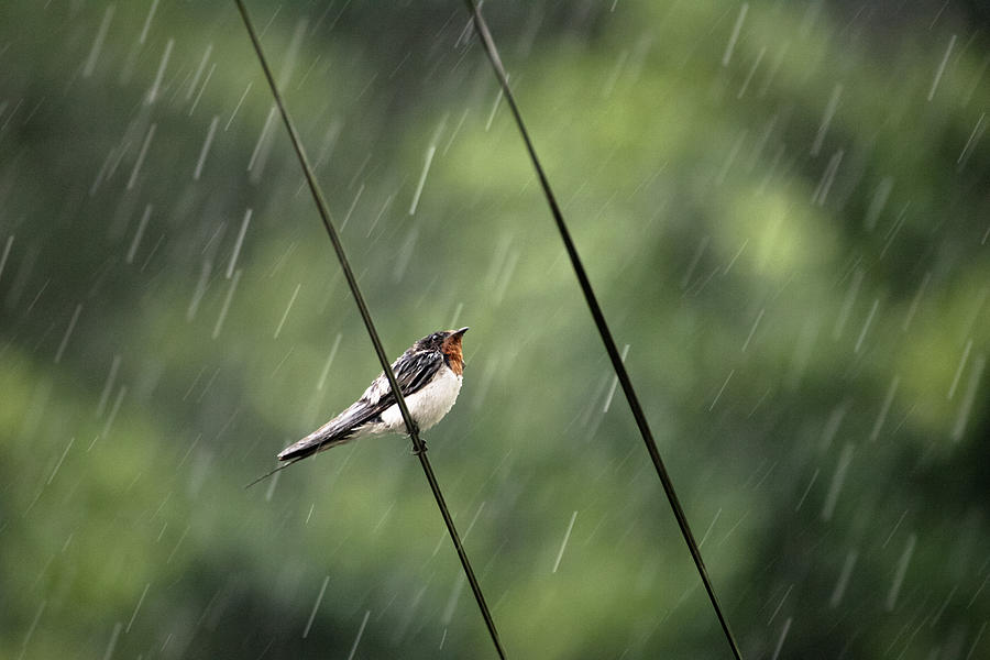 raindrops falling on my head raindrops falling on my head