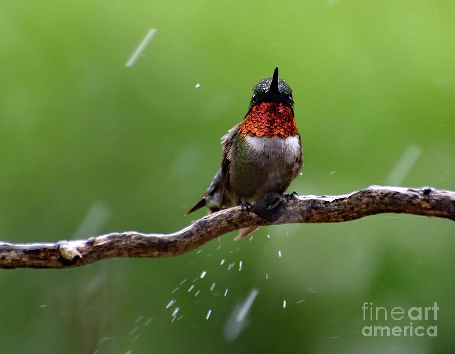 Raindrops Keep Falling On My Head - Ruby-throated Hummingbird Photograph