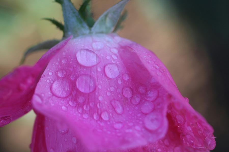 Raindrops of Love and Beauty Photograph by The Art Of Marilyn Ridoutt-Greene