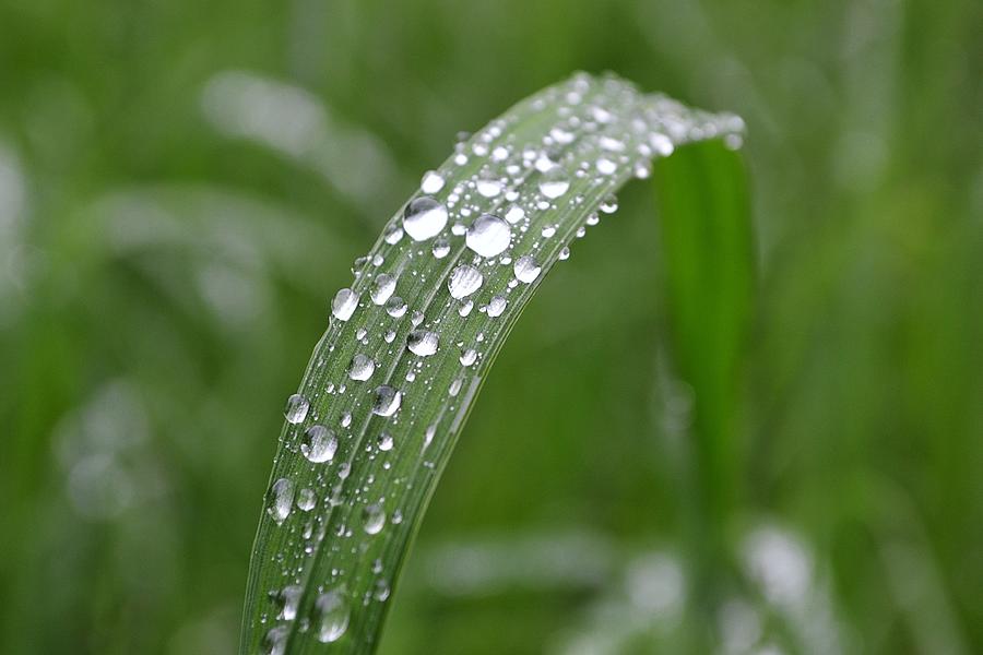 Summer Photograph - Raindrops On A Blade Of Grass by Nicole Frederick