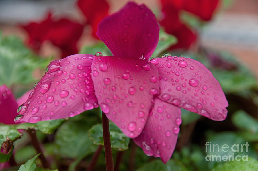 Raindrops On A Flower Photograph by Leonardo Fanini