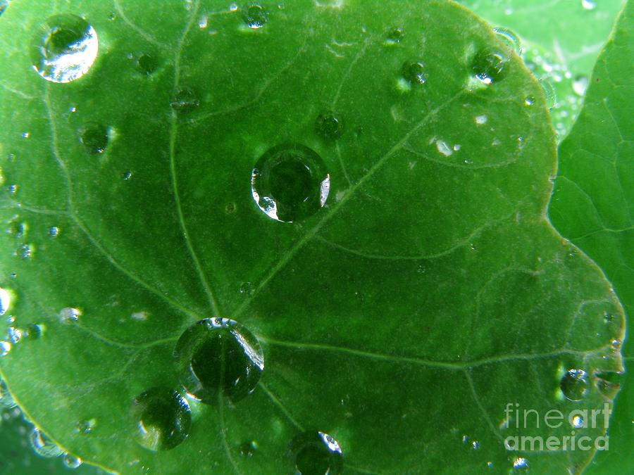 Raindrops On A Leaf Photograph