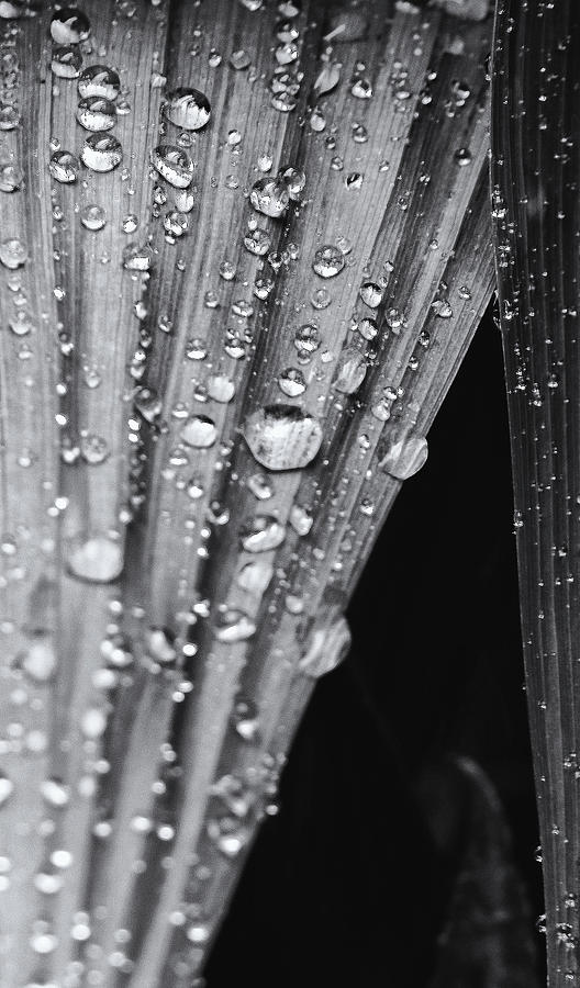Raindrops on a Leaf Monochrome Photograph by Jeff Townsend