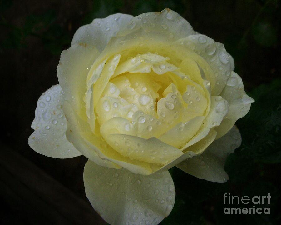 Raindrops on a Pale Yellow Rose Photograph by Patricia Strand