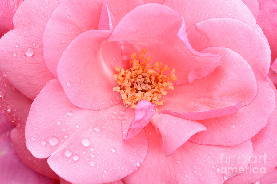 Rose Photograph - Raindrops on a Pink Rose by Regina Geoghan