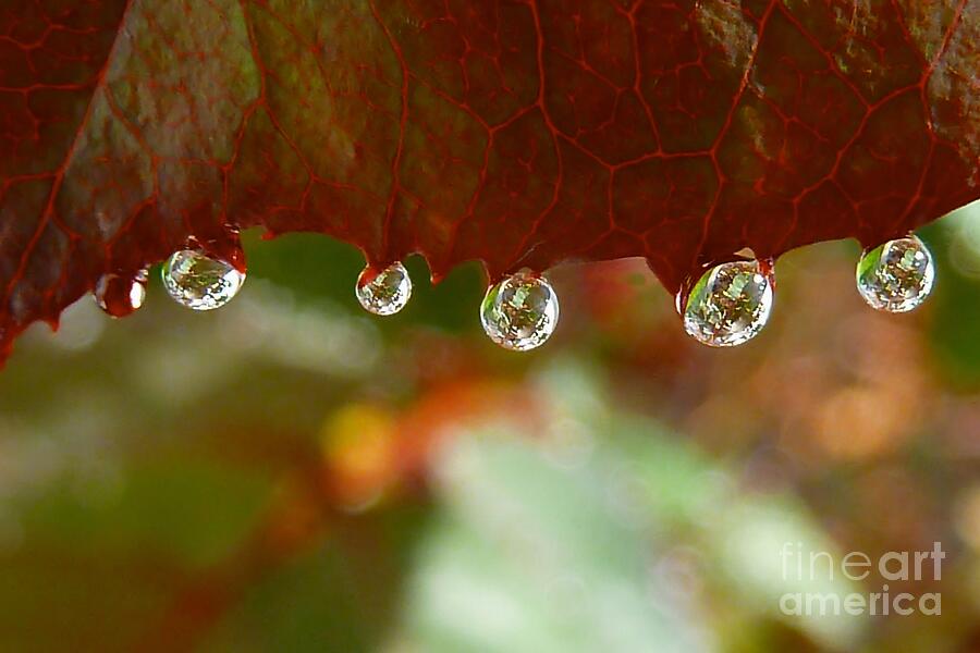 Fall Photograph - Raindrops on a Red Leaf by Patricia Strand