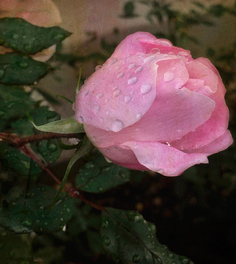 Raindrops On A Rose Photograph by Arlene Carmel