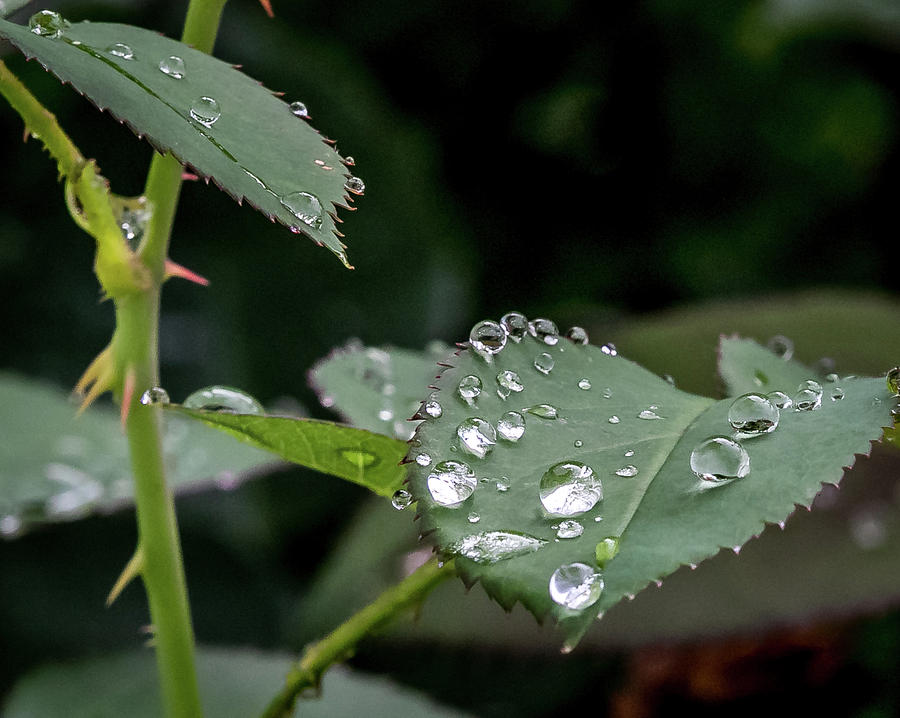 Raindrops on a Rose leaf Digital Art by Ed Stines
