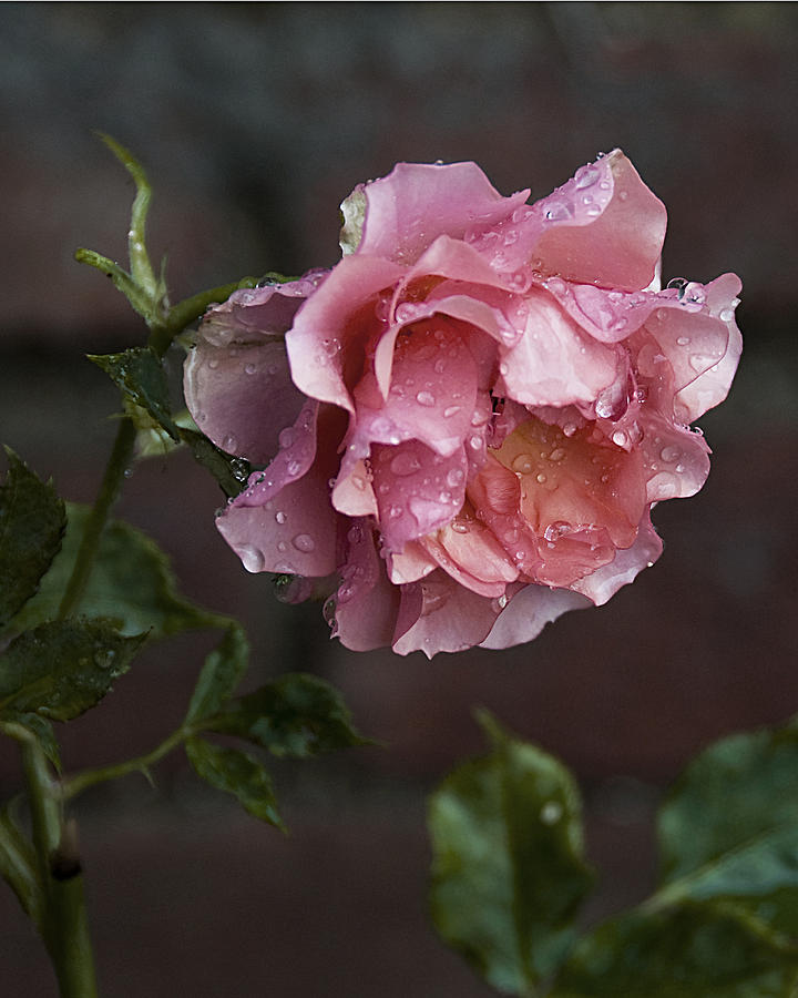 Raindrops on a Rose Photograph by Marion McCristall