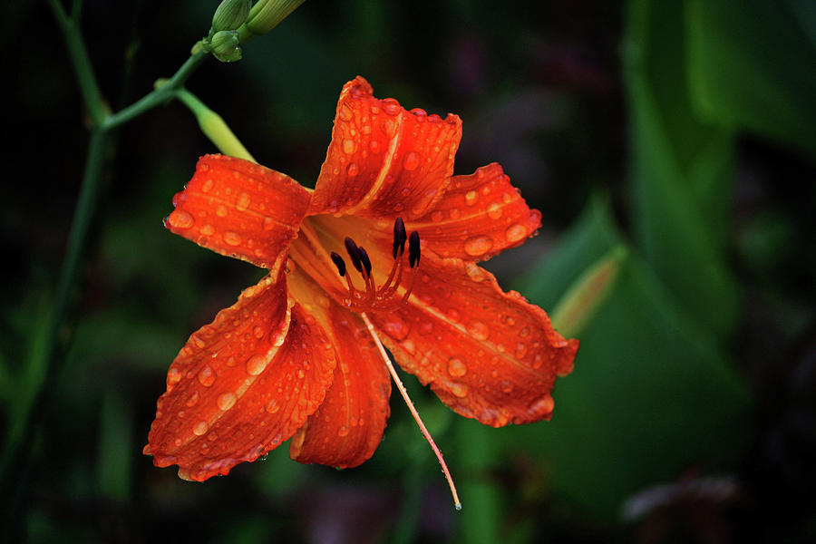 Lily Photograph - Raindrops on a Day Lily by Cathy Harper