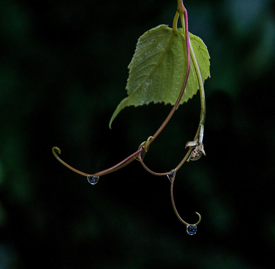 Raindrops on a Vine Photograph by Pam Kaster