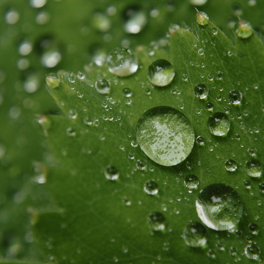 Raindrops On Alchemilla Leaf Photograph by Adrian Wale