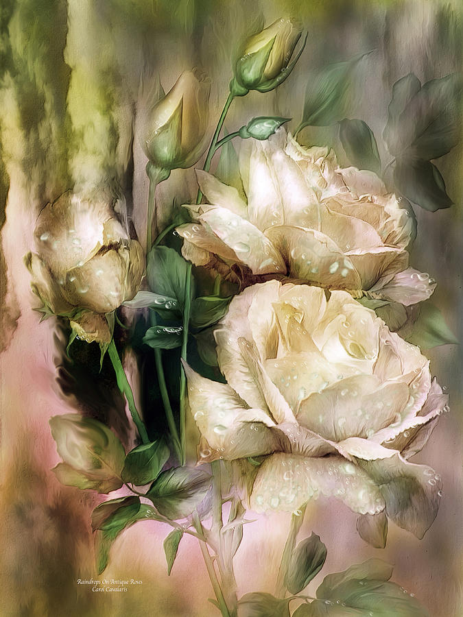 Raindrops On Antique White Roses Mixed Media by Carol Cavalaris