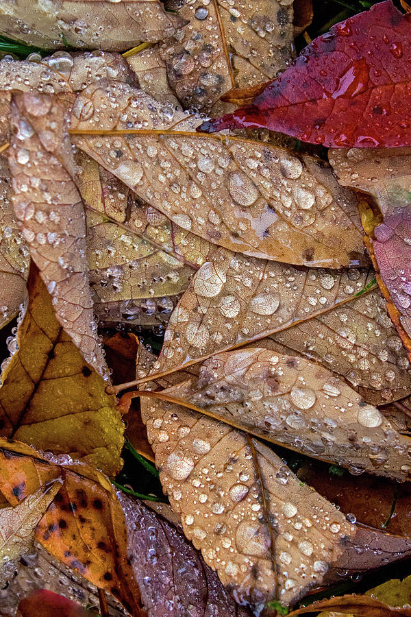 Raindrops on Autumn Leaves Photograph by Ira Marcus