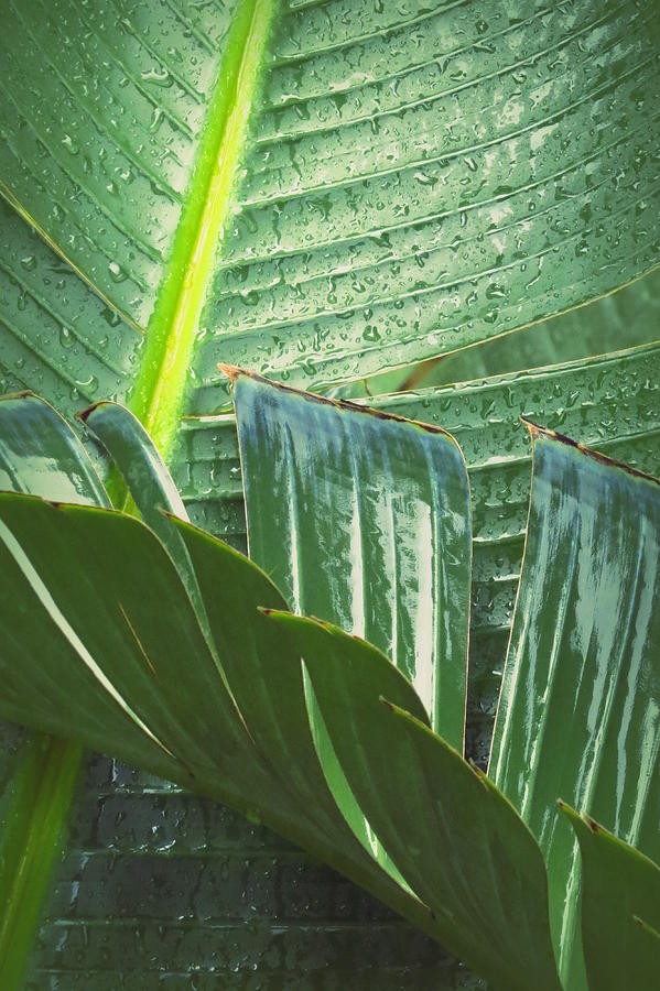 Raindrops on Banana Leaves Photograph by Wanderbird Photographi LLC