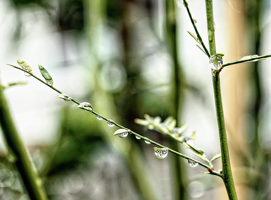 Raindrops on Branch in Green Photograph by Rebecca Dru
