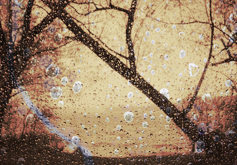 Raindrops on Branches Photograph by Susan Stone