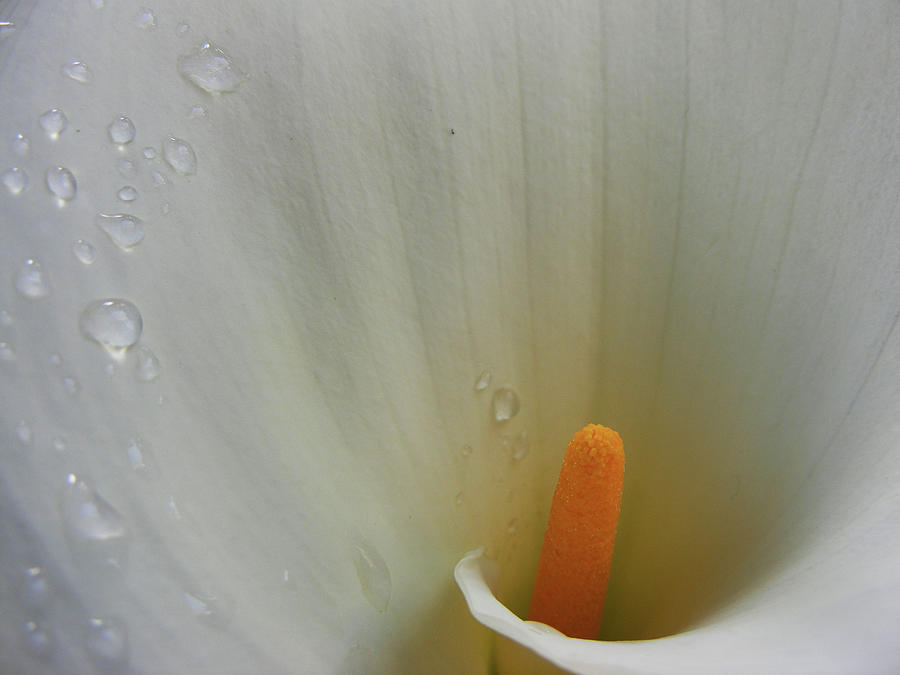 Flower Photograph - Raindrops On Calla by Wilma Stout