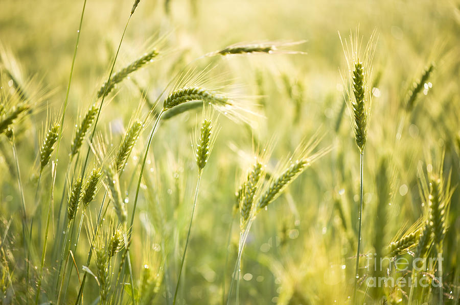 Raindrops on cereal plants closeup Photograph by Arletta Cwalina