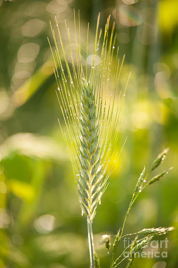 Raindrops on cereal rye plant Photograph by Arletta Cwalina