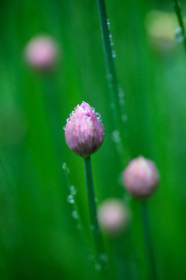 Raindrops on Chive Flowers Photograph by Jane Melgaard